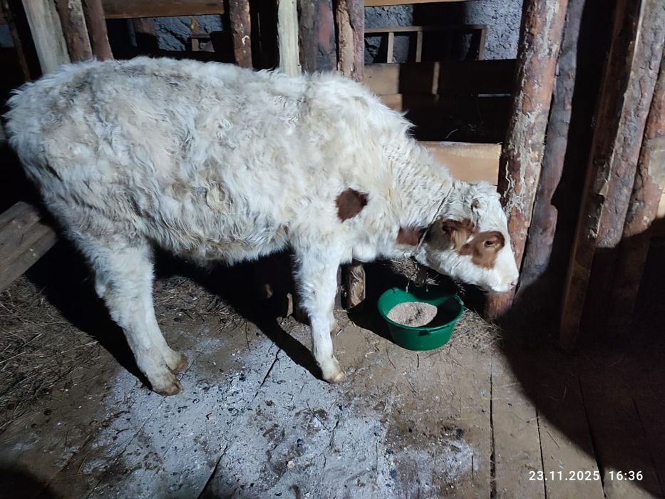 Бызау сатылады. Бычок