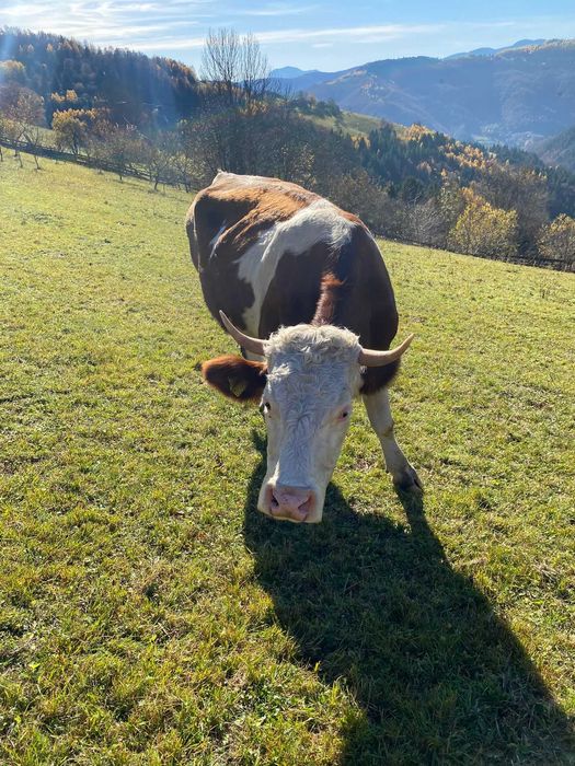 Vaca de vandut!!