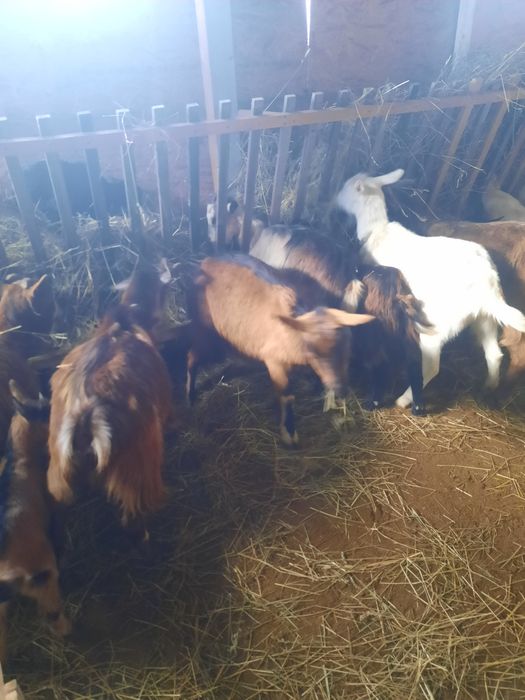 Vand doua iade/capre din 2024