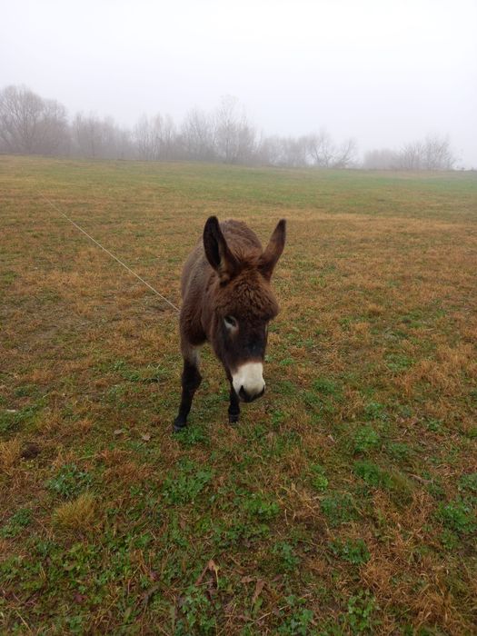 Măgăruș de 1 an – blând și sănătos – 1000 lei