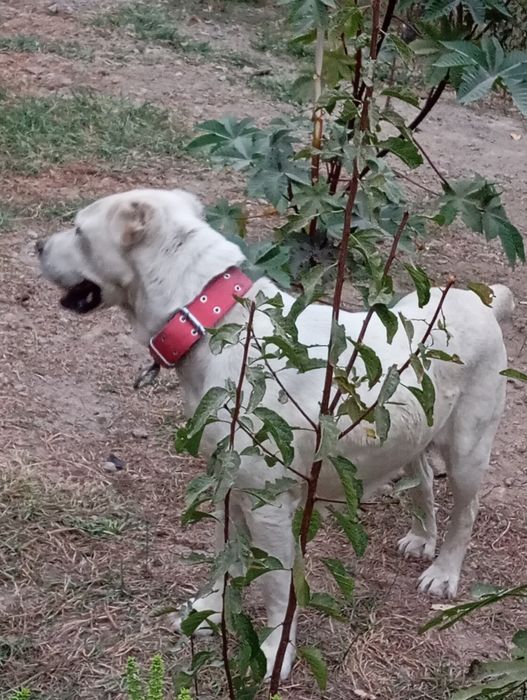 Аллабай туркман бартер тоза зот