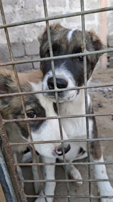 Щенки алабай мальчики