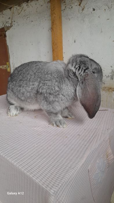 Masculi berbec german