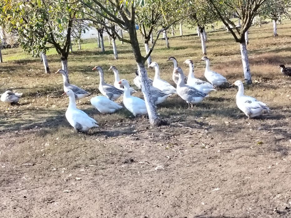 Gâște de vânzare