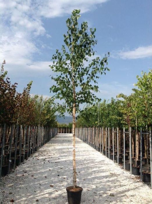 Mesteacăn Betula – Alb Imaculat, Proiect 3D Gratuit!