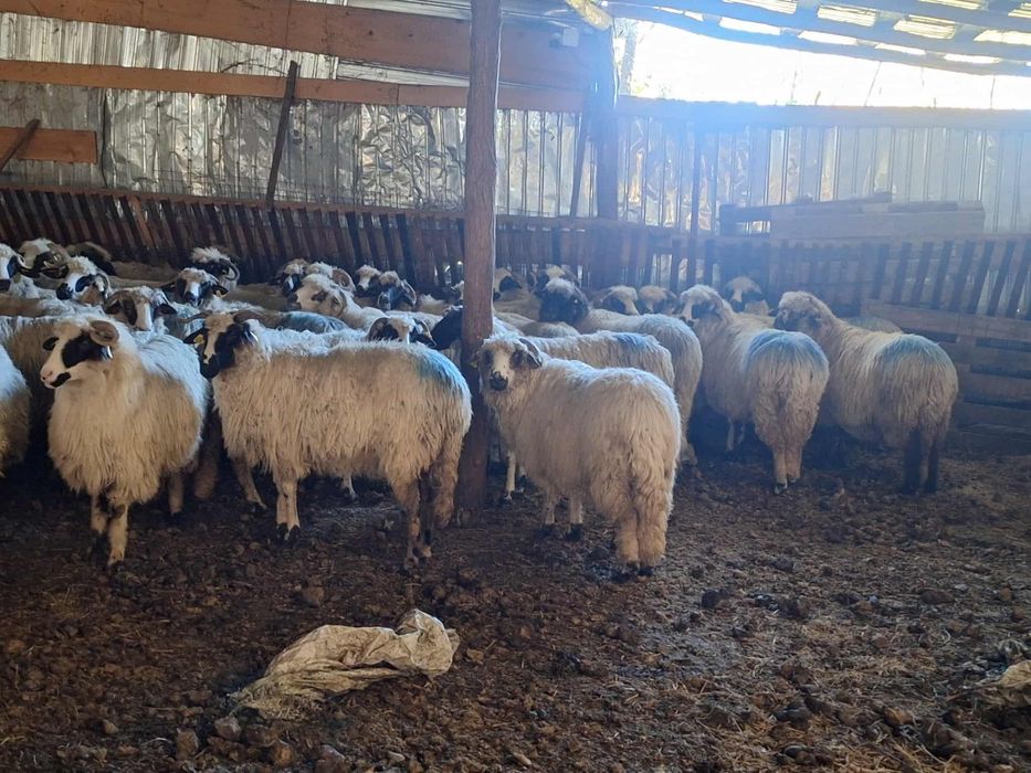 Vând 52 de oi urgent