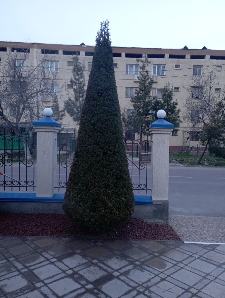 Bogʻbon sadovnik 12 -yillik agranom