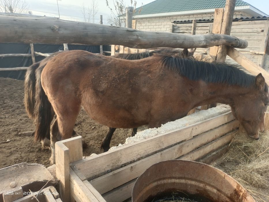 Продам или обменяю на баран жеребца