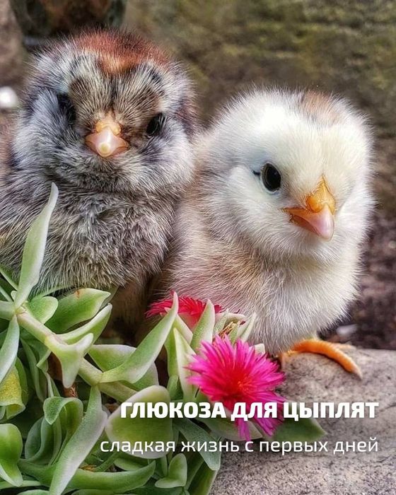 Продам шикарных цыплят. Новые линии.