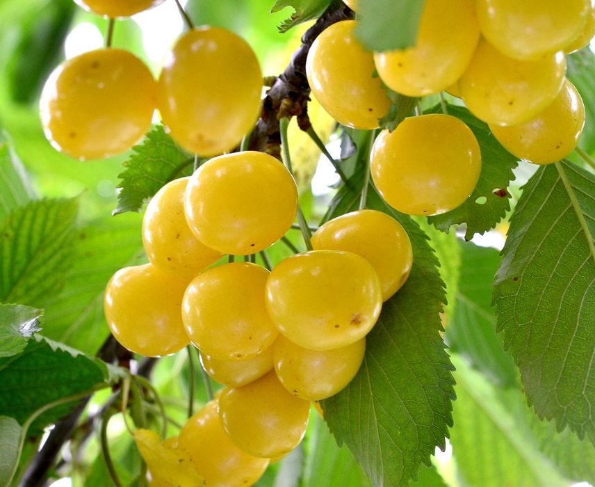 Cires Galben Donissen