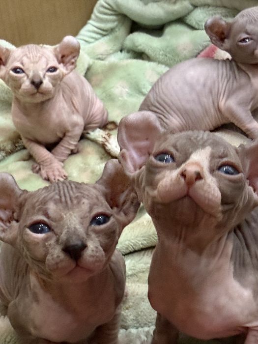 Котята эльфики готовы к бронированию