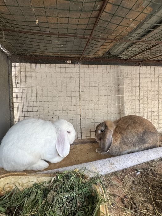 Продается пара декоративных  кроликов