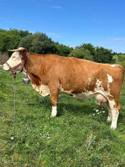 Vând vacă  gestantă in 2 luni cu al 3 vițel, pascatoare, blândă