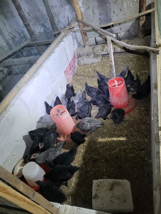 2 oylik joʻja Xoʻrozlar sotiladi!