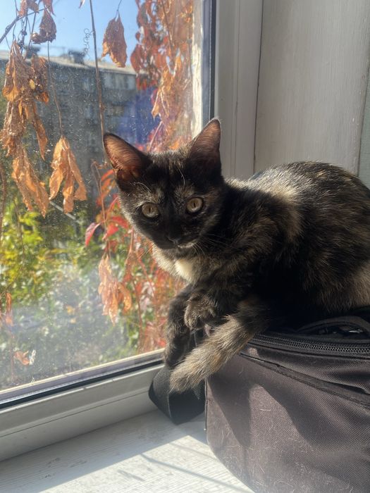 Самая умная кошка