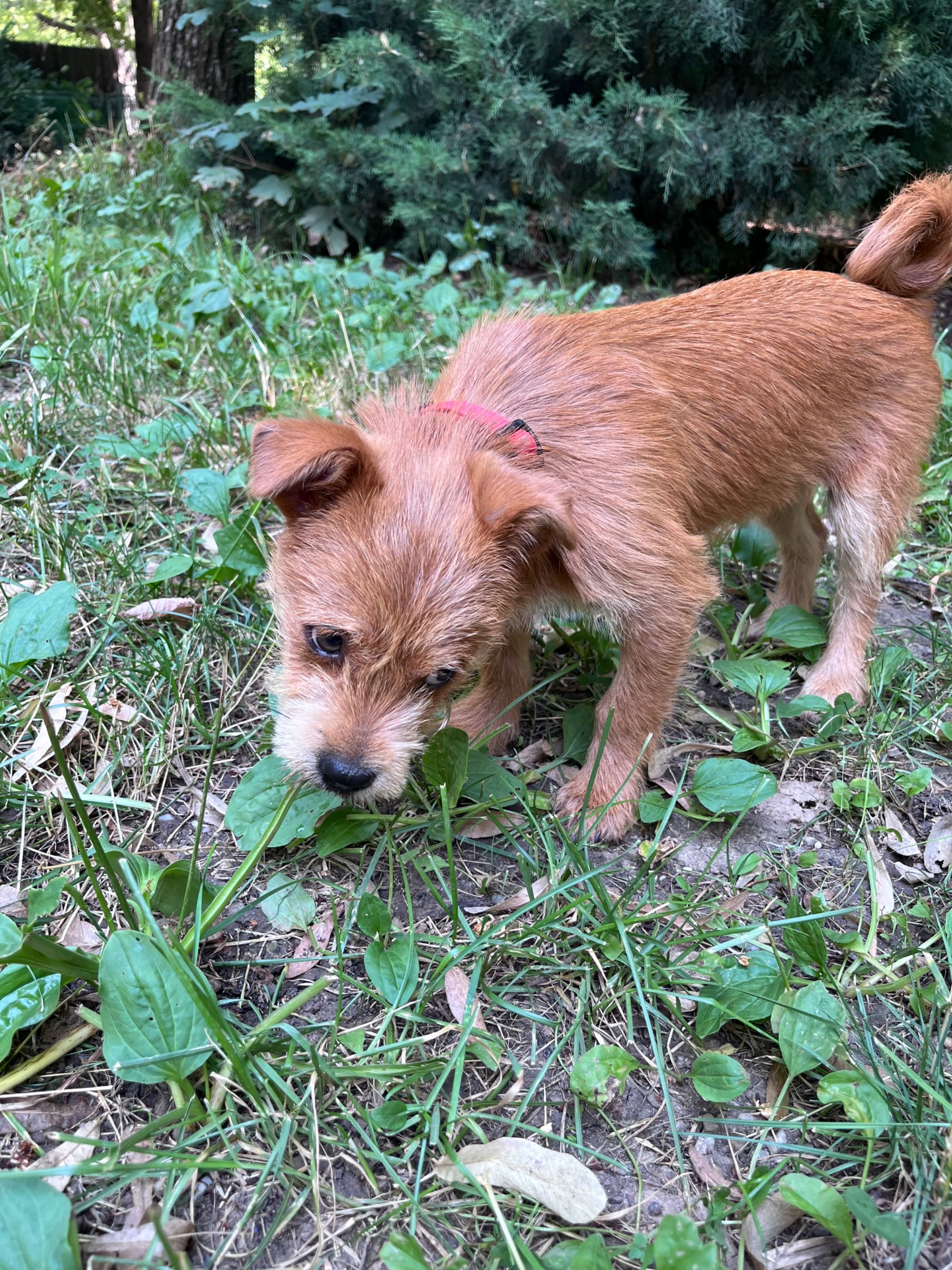 Catelus pentru adoptie Bucuresti