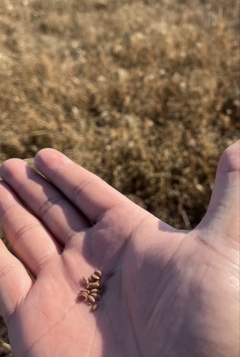 Продам семена льна масличного. Сорт Илим, 1 репродукция.