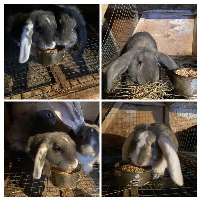 Продам кроликов,порода вислоухая