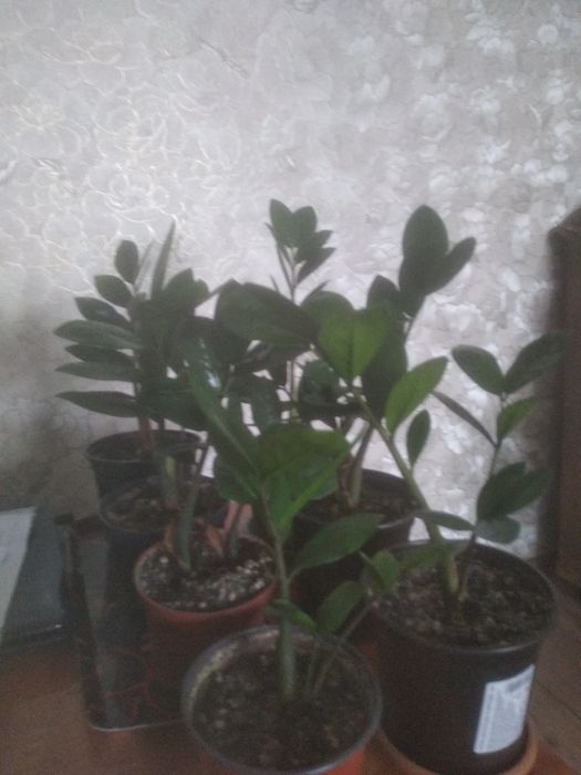 Продам Замиокулькас