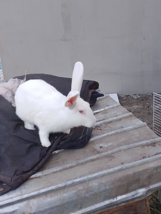 Iepuri de vânzare mari și mici
