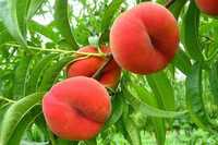 Pomi fructiferi  si Butasi vita de vie