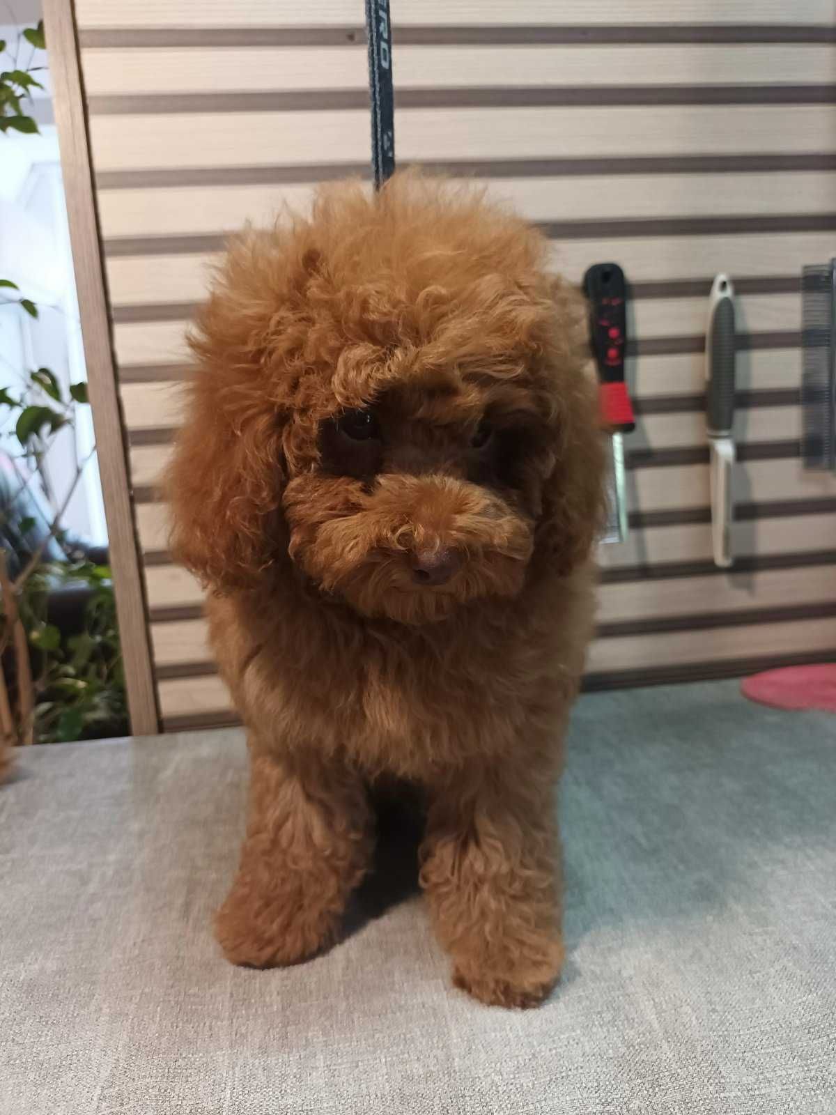 Пудел Той- Poodle Toy
