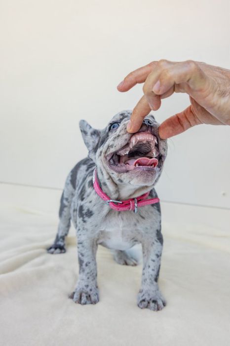 Bulldog Francez Luxurious Frenchie House