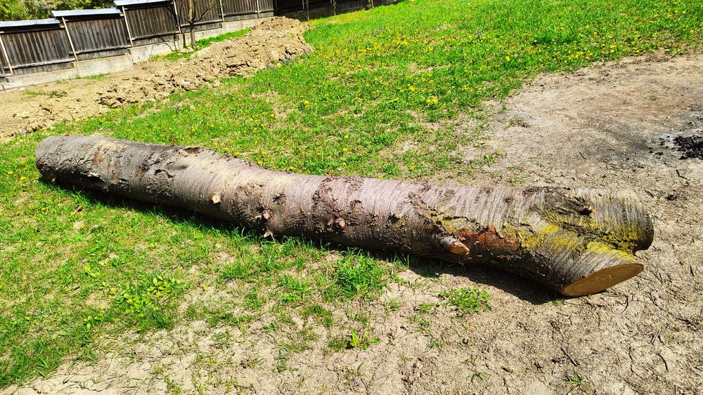 Trunchi bustean lemn cires salbatic lungime 5m pt. sculptura