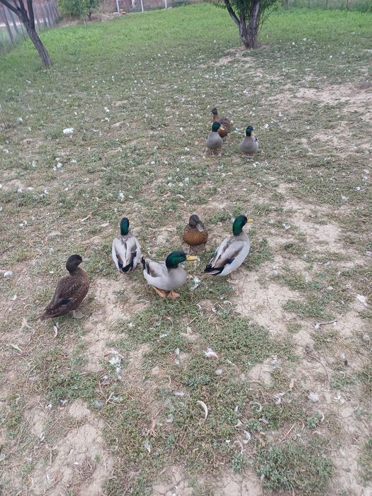 Rate și rățoi, talie mica, pitice