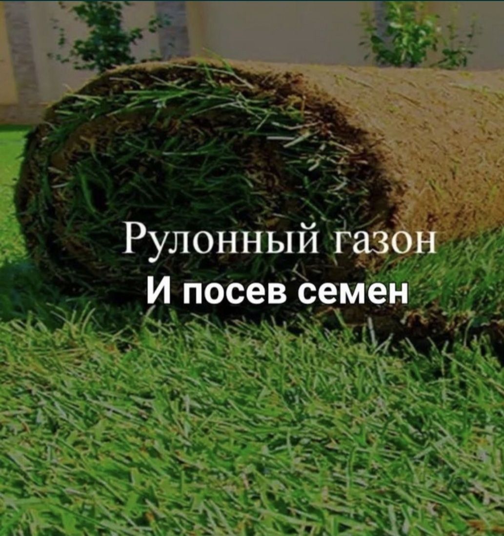 Gazon urug'idan tayoridan yotkizamiz 100% garantiyasi   bilan