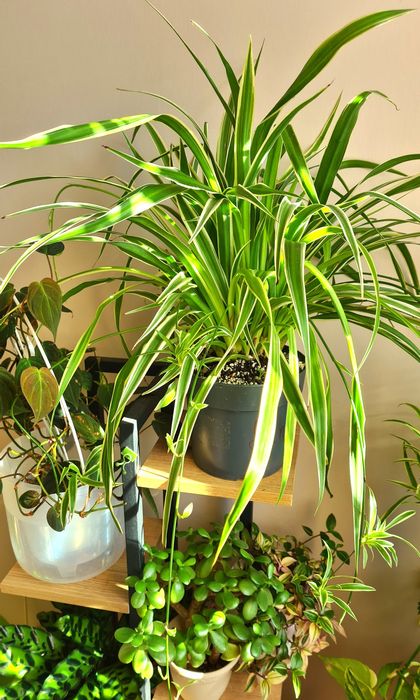 Хлорофитум плюс Колеус в подарок