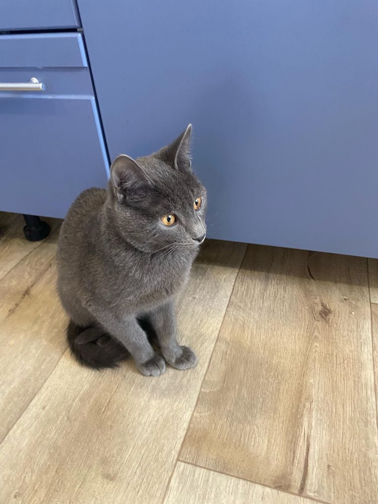 Котенок серый умный чистый ему около 5 месяцев