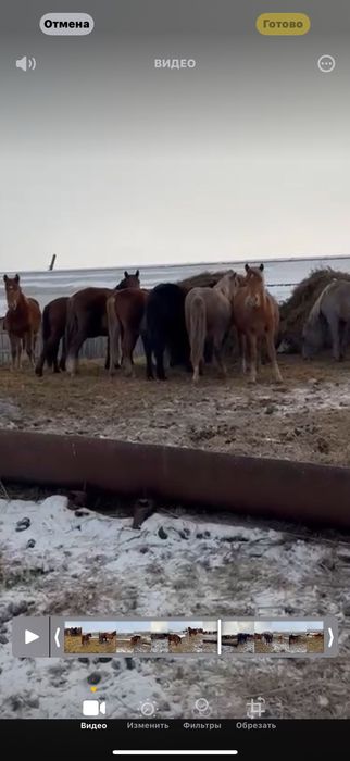 Жеребчики - 1.5 года!!