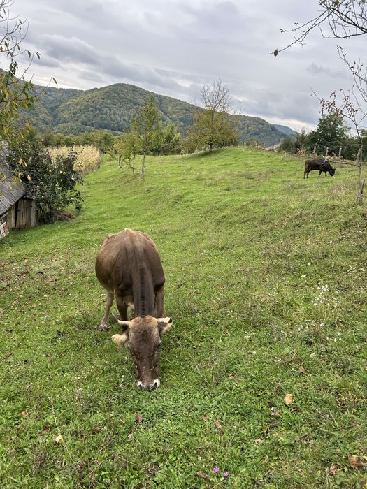 Vand o vaca buna