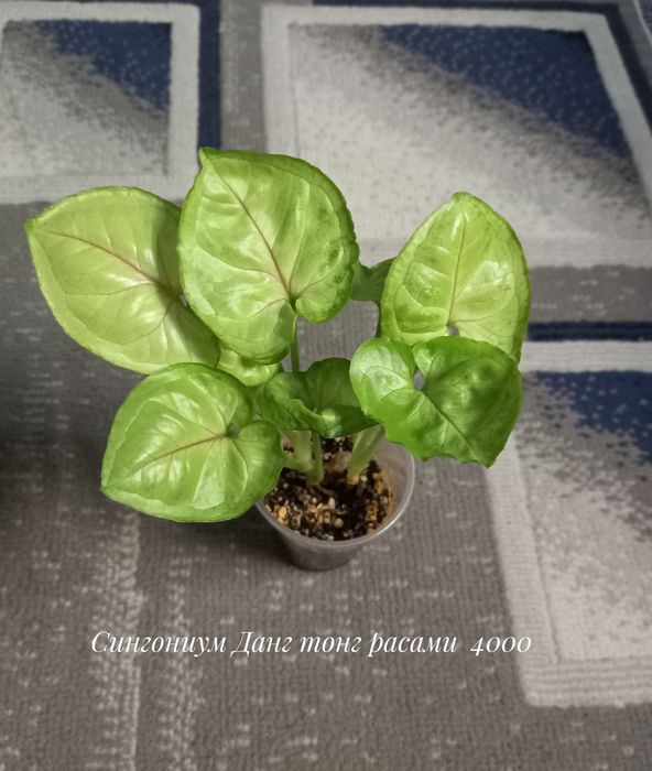 Сингониум Фреклес, Милк конфетти, Данг тонг, растения, цветы