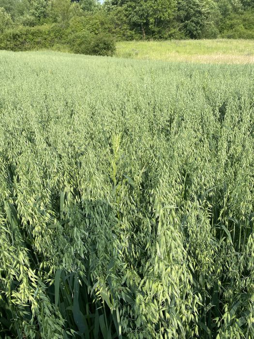 Vând ovăz C2 producție 2025 1,60 lei/kg!!