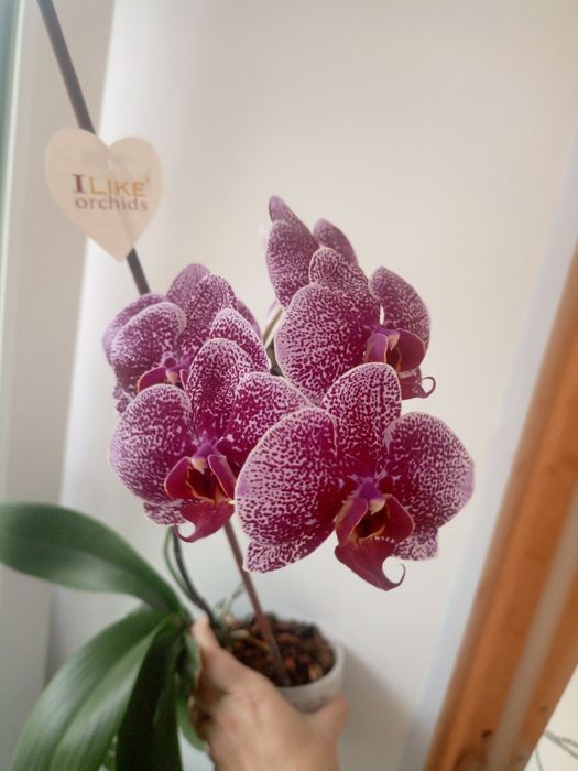 Обучение по уходу за орхидеями