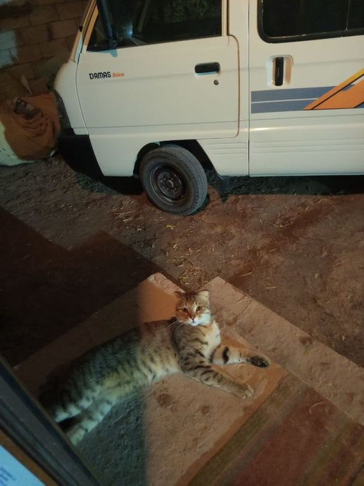 Мушук йуколган топганлар мукофатланади