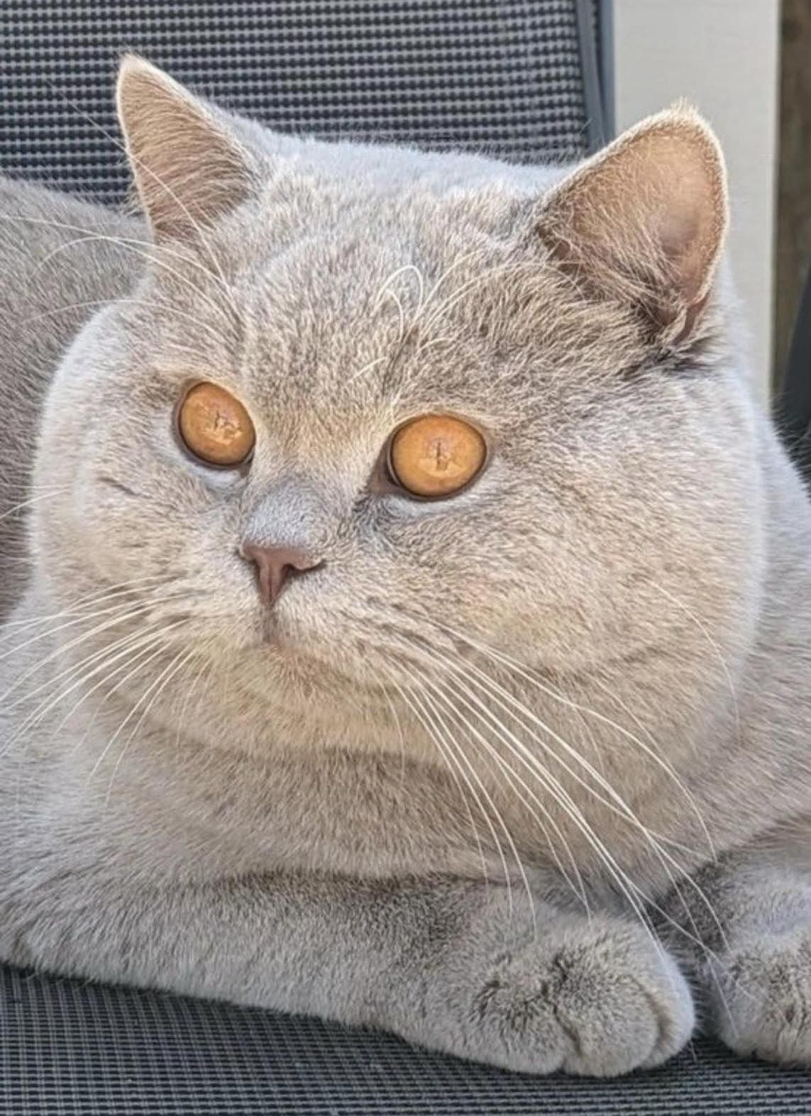 Британски  котета