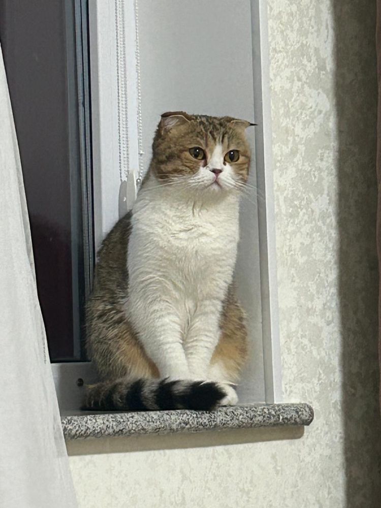 Отдам кошку в хорошие руки