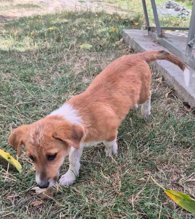 Мъжко кученце търси дом