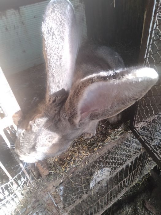 Vind mascul ug sur cu toate tratamentele la zi