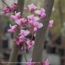 Cercis canadensis