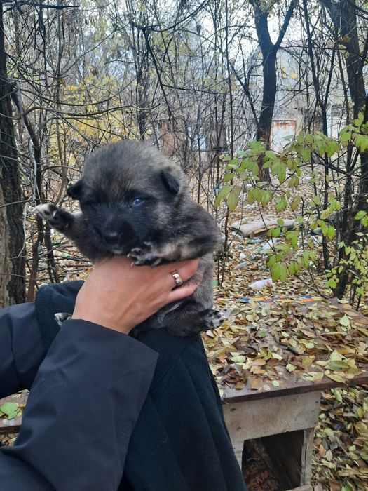 Кутята сироты ищят дом