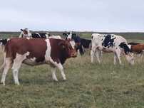 Bovine de vanzare