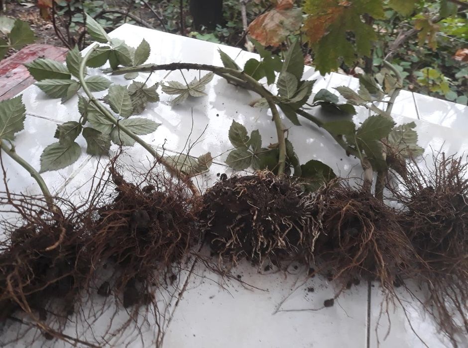 Butasi mur Thornfree si butasi zmeur fara tepi