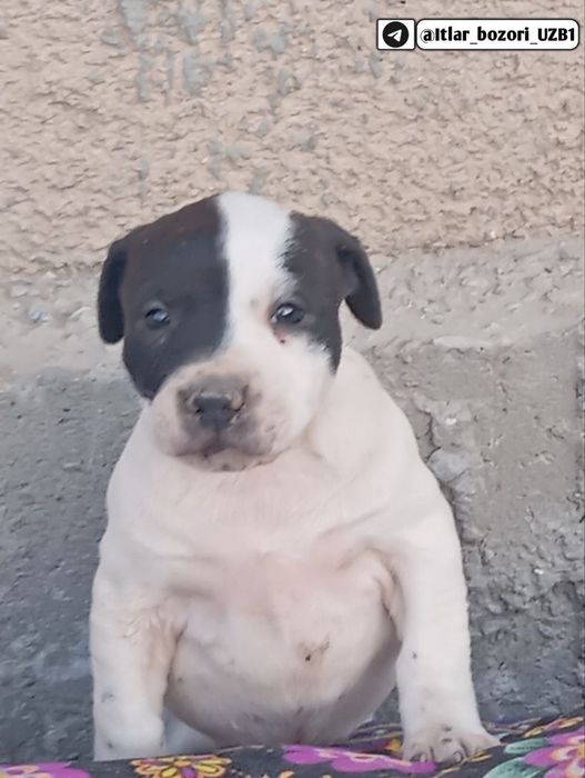 Pitbull  1 oylikdan o'tgan