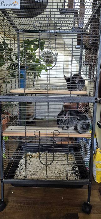 Vând două chinchilla cu cușcă