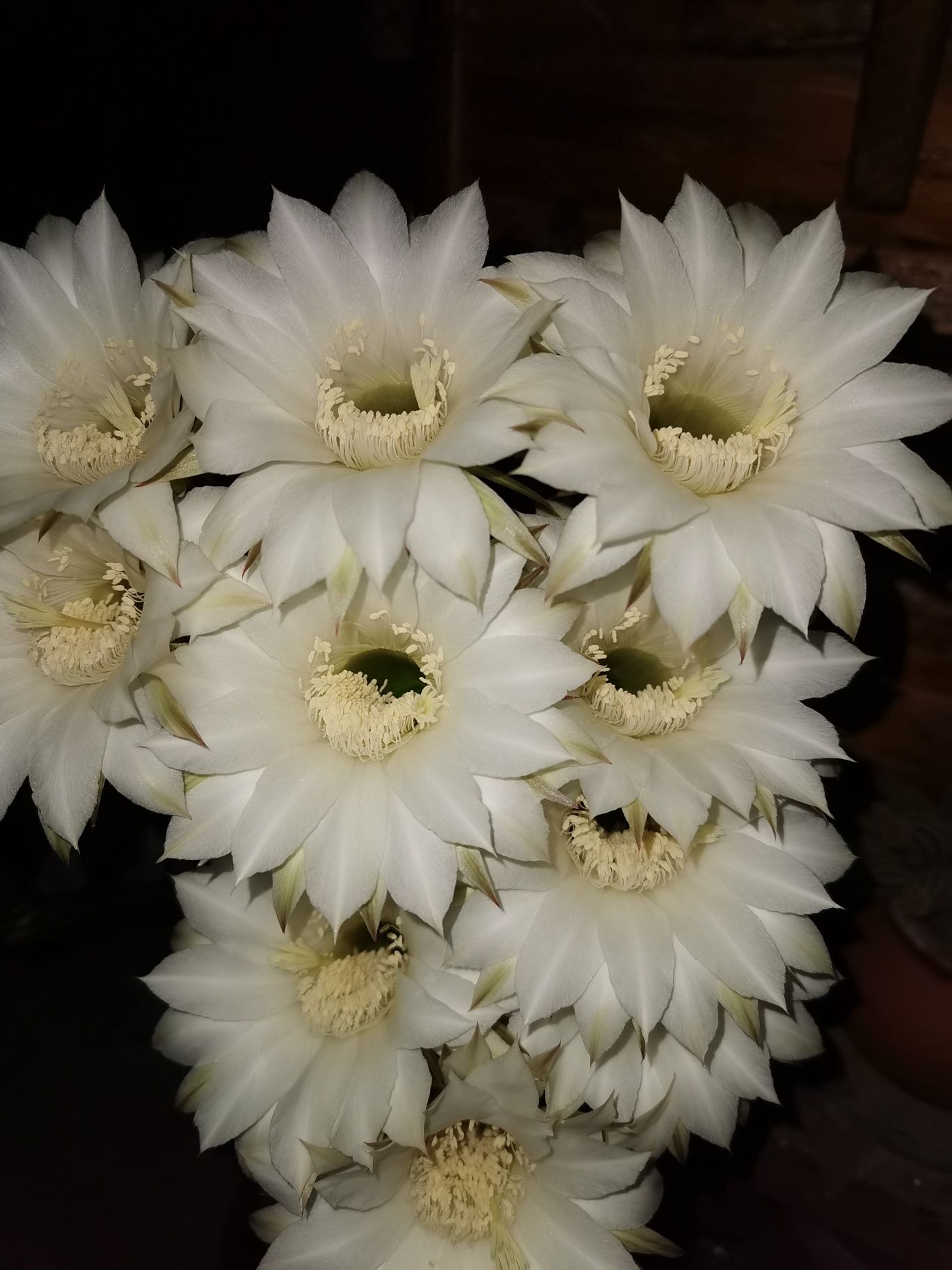 Цъфтящи кактуси Ехинопсис (Echinopsis eyriesii) (различни големини)