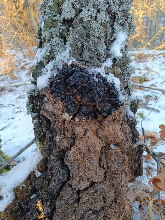 Vând ciuperci medicinale Ganoderma lucidum